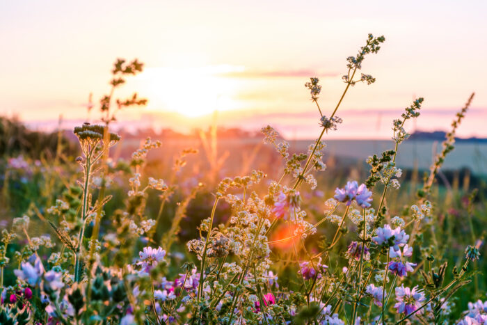 Beautiful wildflowers on a green meadow. Warm summer evening with a bright meadow during sunset. Grass silhouette in the light of the golden setting sun. Beautiful nature landscape with sunbeams.